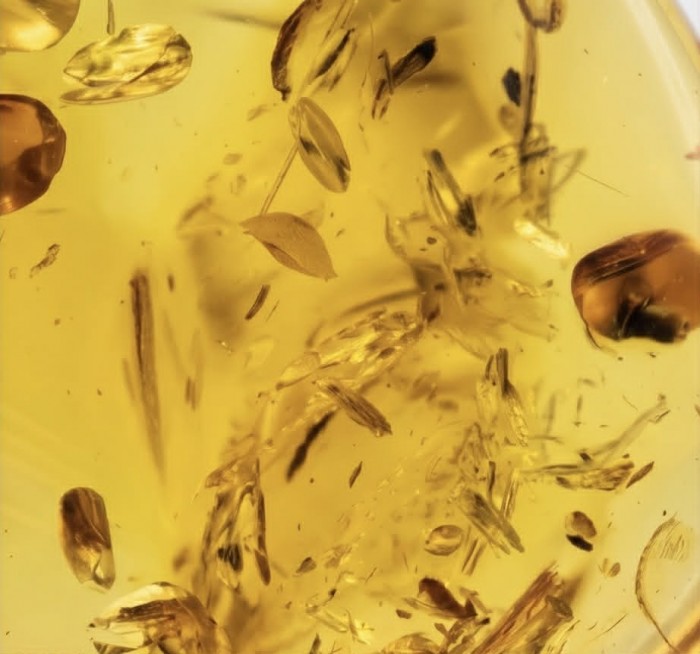 Sea Treasure Prehistoric Authentic Baltic Amber .925 Sterling Silver beautifully handcrafted Pendant - Close-up of Baltic amber with inclusions, golden hue