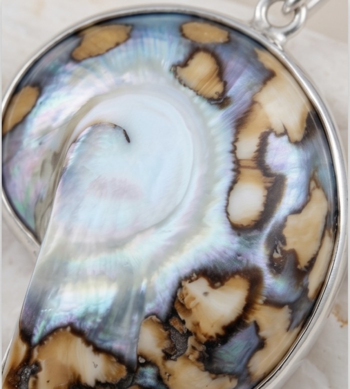 Fabulous Nautilus Ocean Shells .925 Sterling Silver handmade earrings - Close-up of nautilus shell in sterling silver setting.