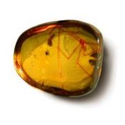 Amber