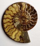 Ammonite