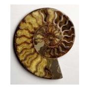 Ammonite